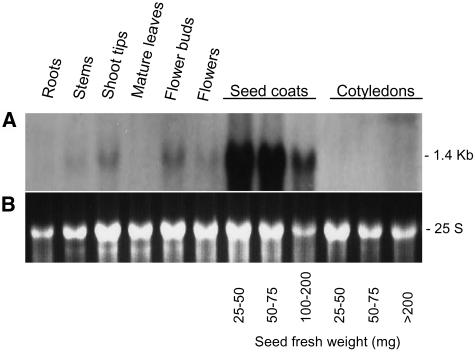 Figure 5.