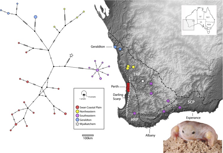 Evolutionary and natural history of the turtle frog, Myobatrachus ...