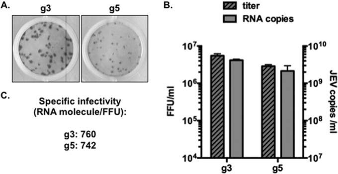 FIG 1