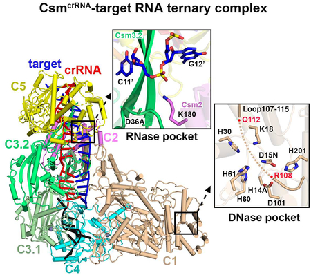 graphic file with name nihms-1512588-f0001.jpg