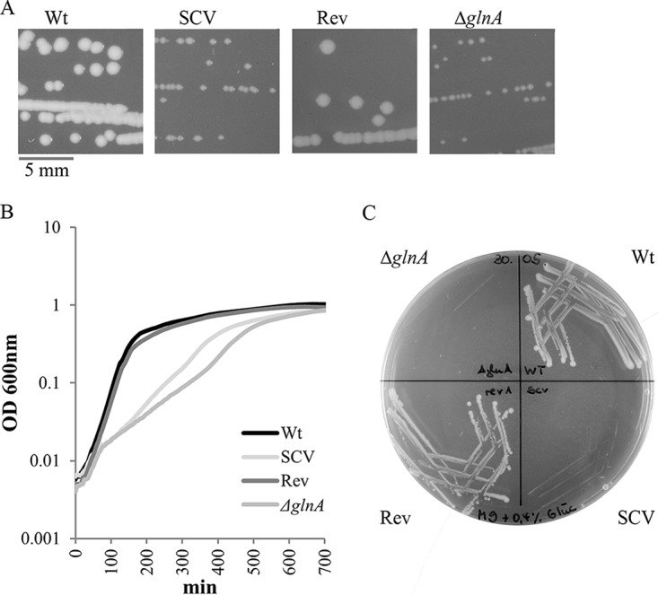 FIG 1