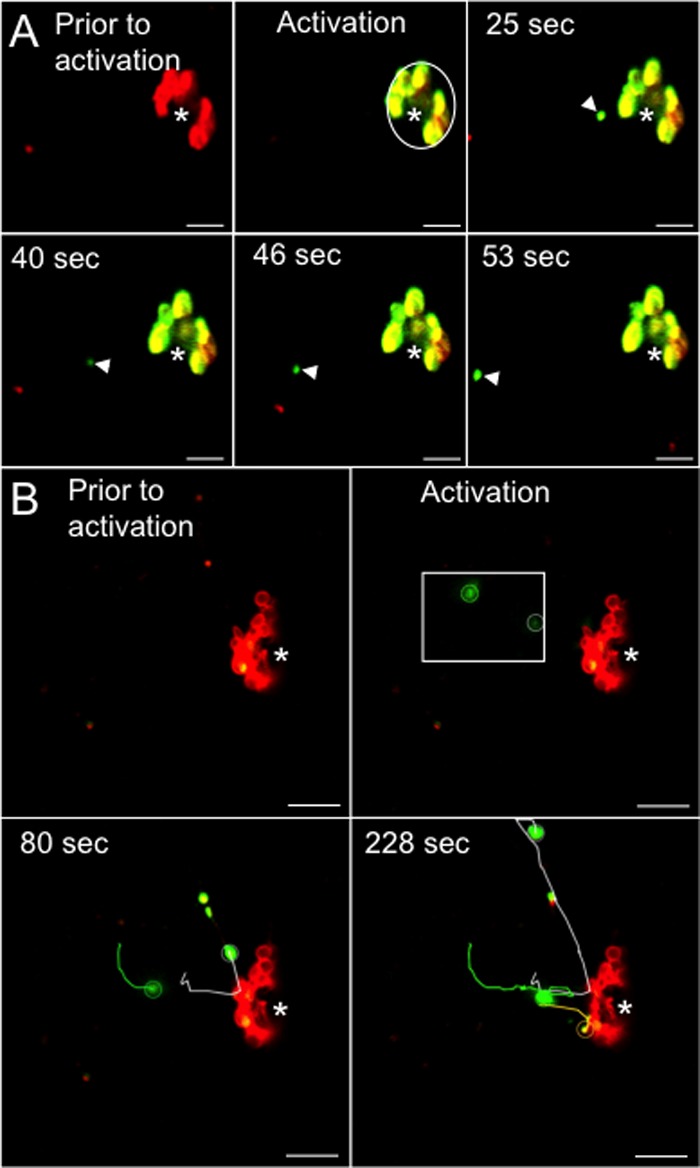 Fig 6