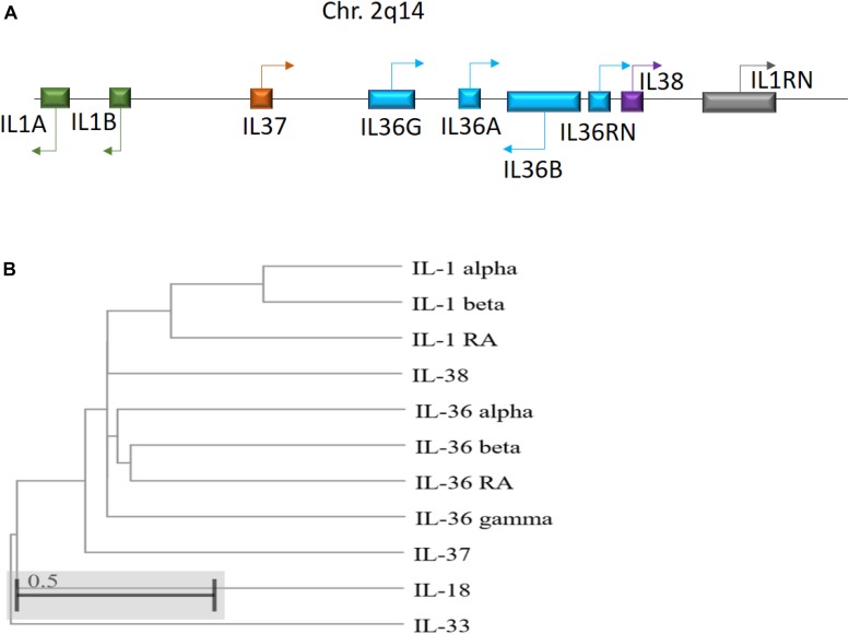 FIGURE 1