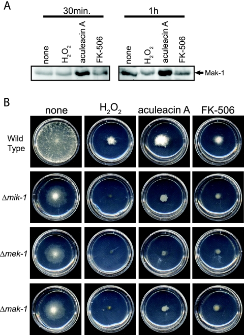 FIG. 6.