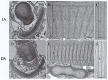 Figure 24