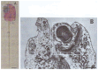 Figure 23