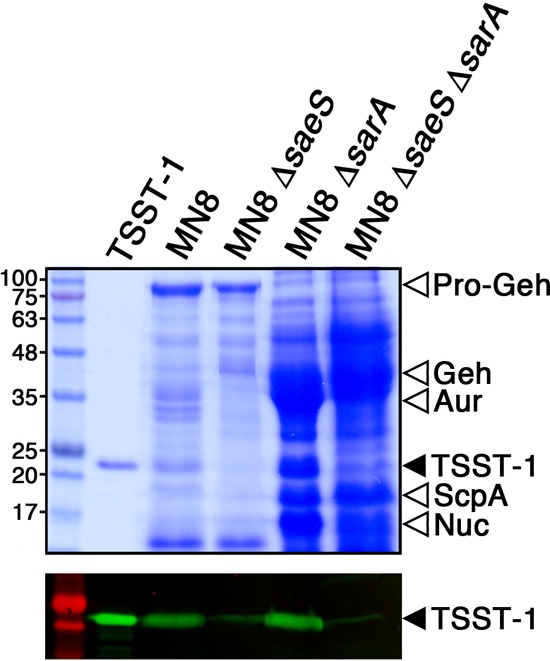 FIG 6