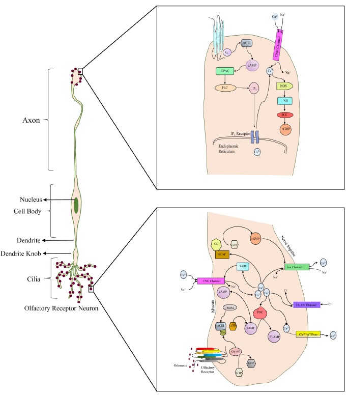 Fig. (6)