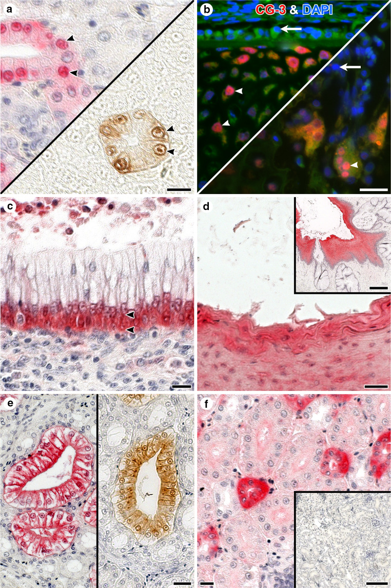 Fig. 10