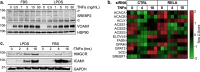 Figure 2—figure supplement 1.