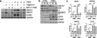 Figure 6—figure supplement 3.