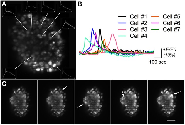 Figure 5