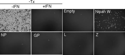 FIG. 7.