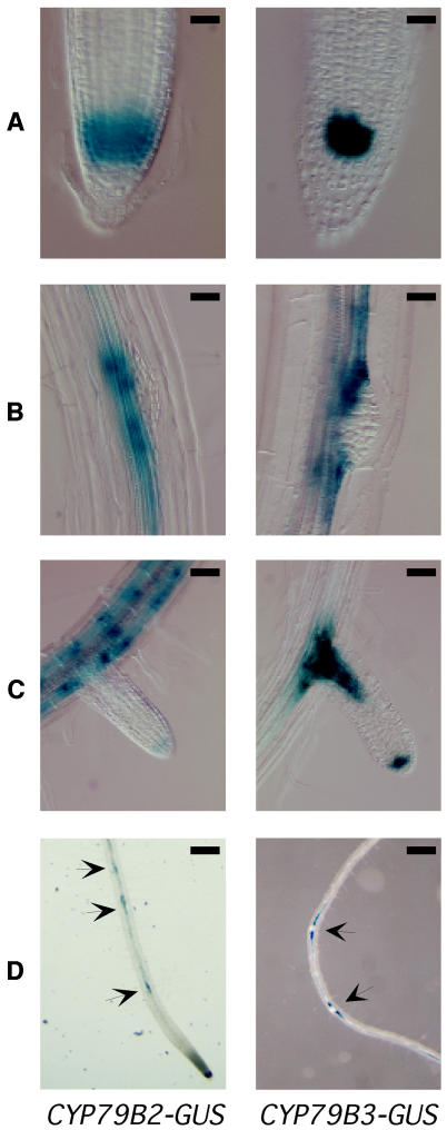 Figure 7.