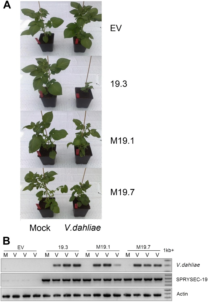 Figure 6.