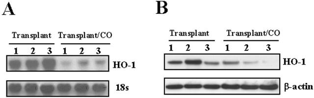 Figure 12.