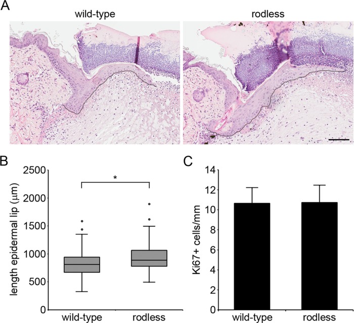 FIGURE 4: