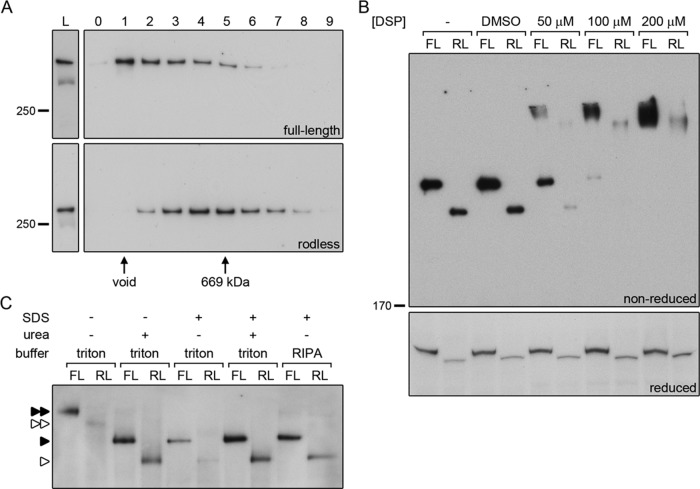 FIGURE 9: