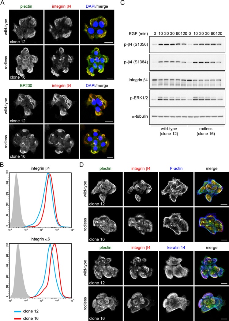 FIGURE 6: