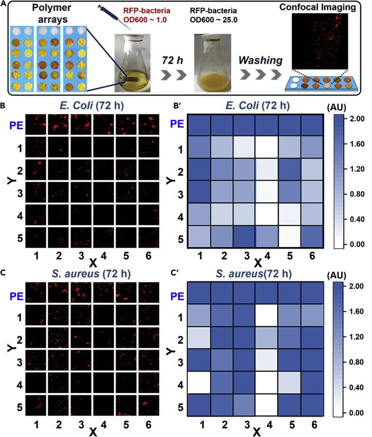 Figure 2