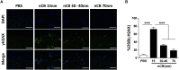 Figure 5—figure supplement 2.