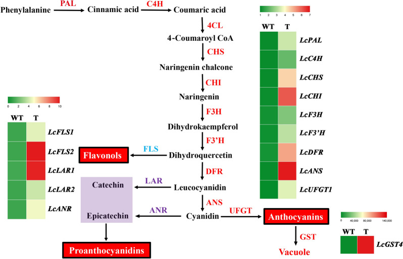 Agrobacterium Rhizogenes-mediated Hairy Root Transformation As An ...