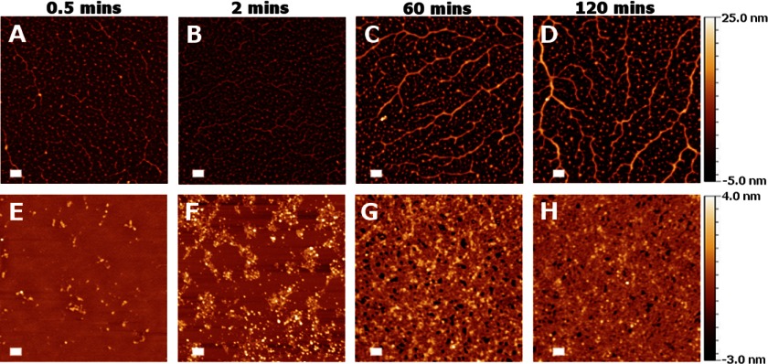 FIGURE 4.