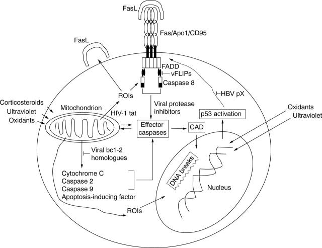 Figure 1  