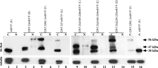 FIG. 7.