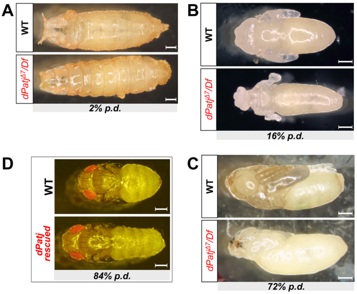 Fig. 4.