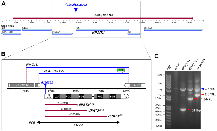 Fig. 1.