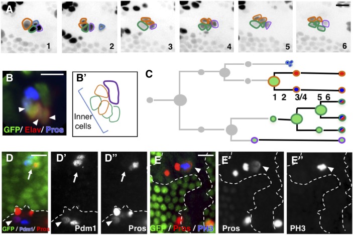 Figure 3