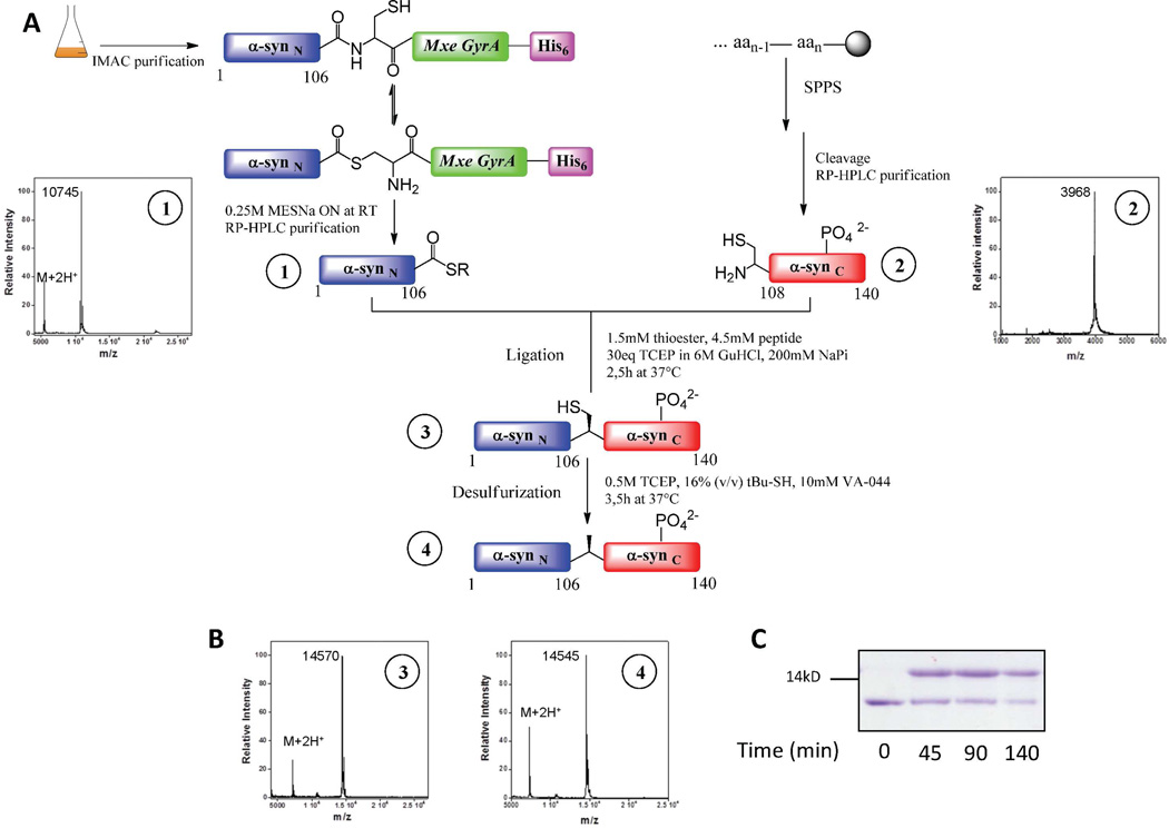 Scheme 3