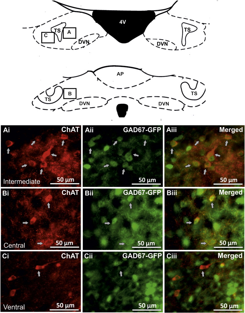 Fig. 1