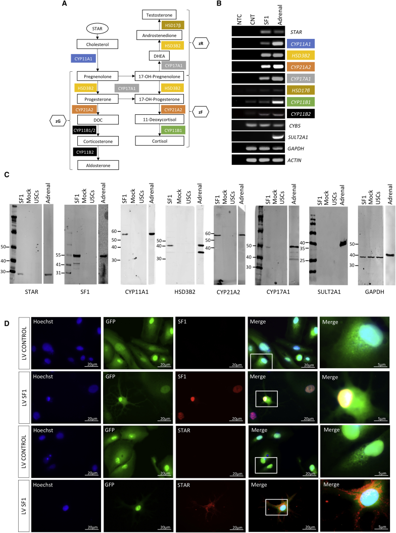 Figure 2