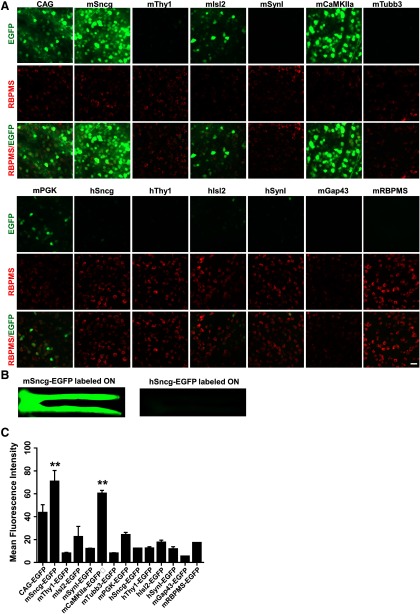 Figure 2.