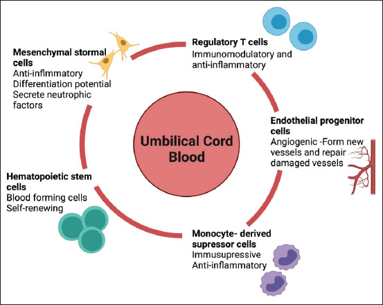 Conditioned Medium Derived From Bovine Umbilical Mesenchymal Stem Cells As An Alternative Source