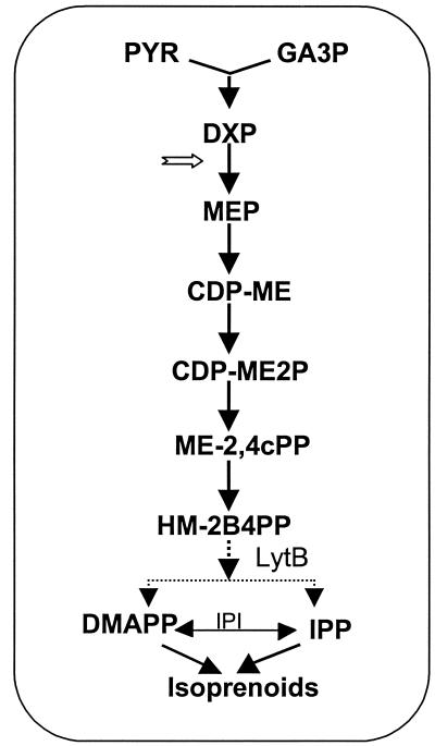 FIG. 1.