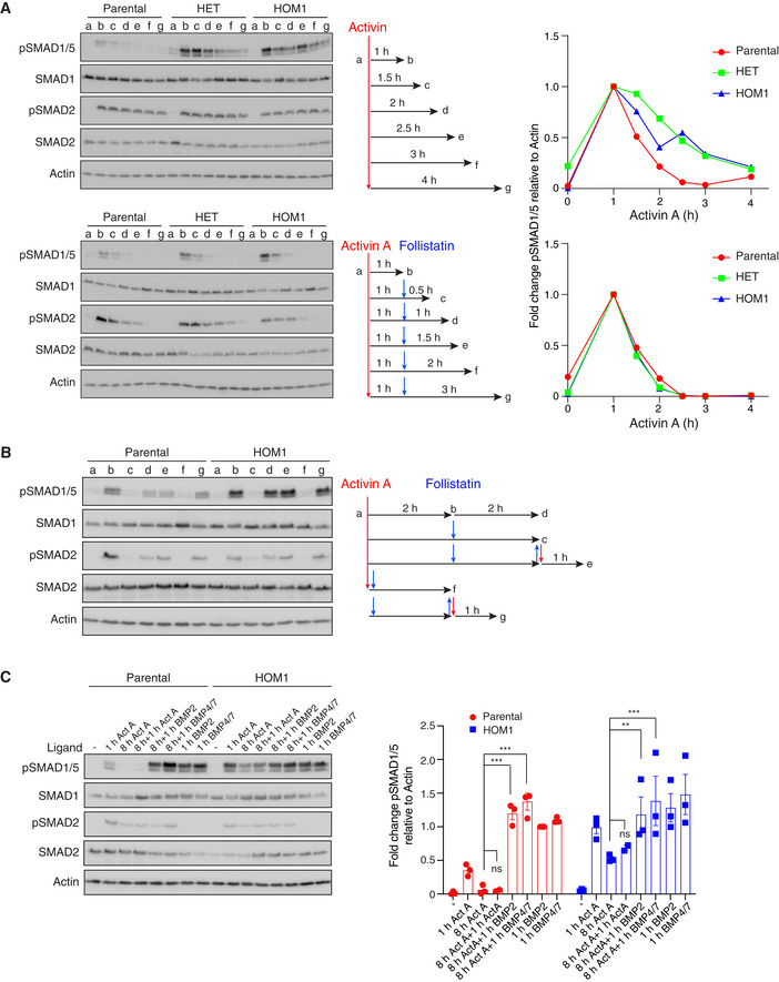 Figure EV3