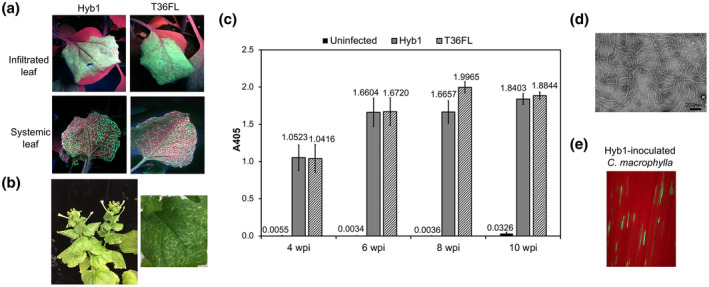 FIGURE 3