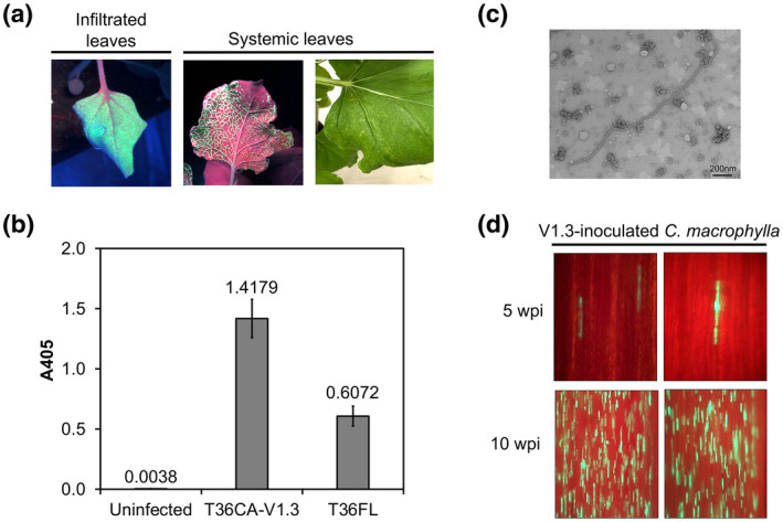 FIGURE 6