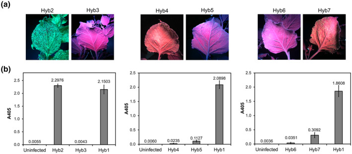 FIGURE 4