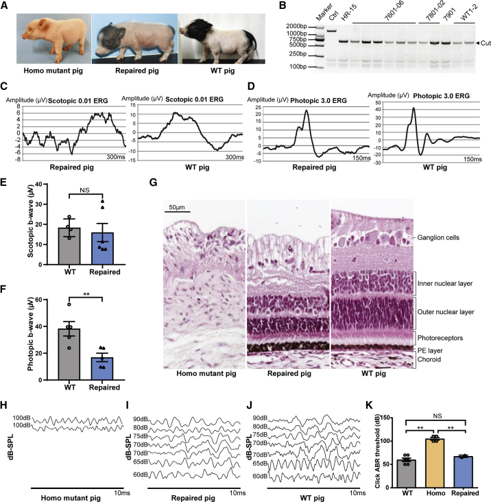 Figure 4