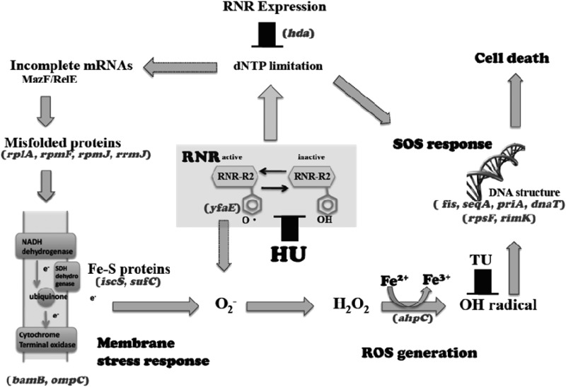 Fig 6