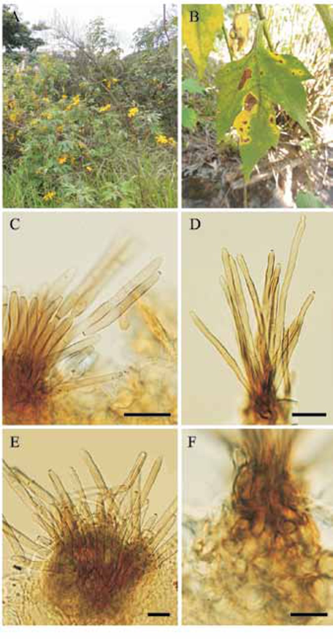 Fig. 1