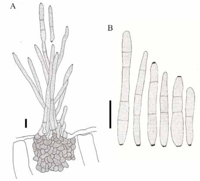 Fig. 2