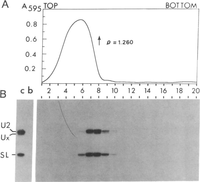 graphic file with name pnas01063-0159-a.jpg