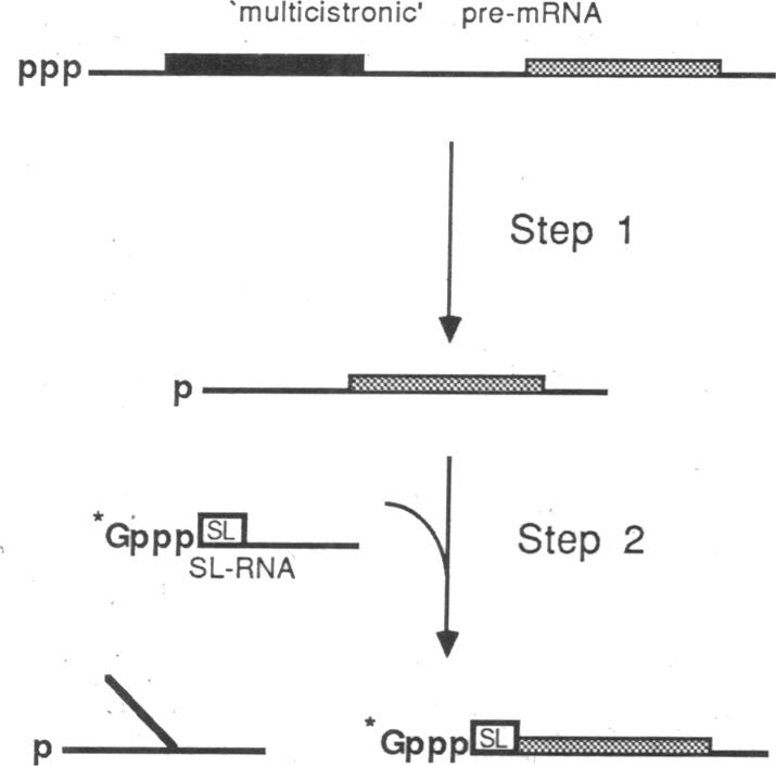 graphic file with name pnas01063-0161-a.jpg