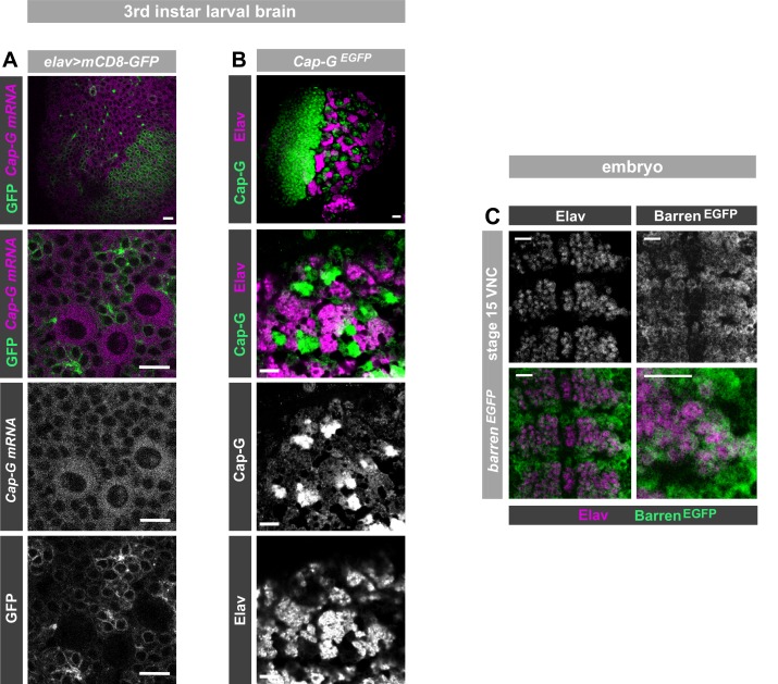 Figure 1—figure supplement 1.