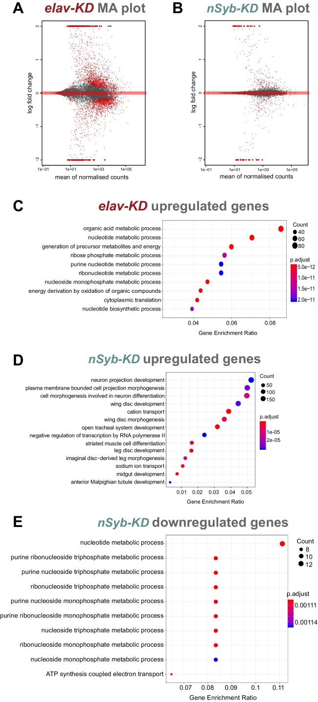 Figure 5—figure supplement 1.